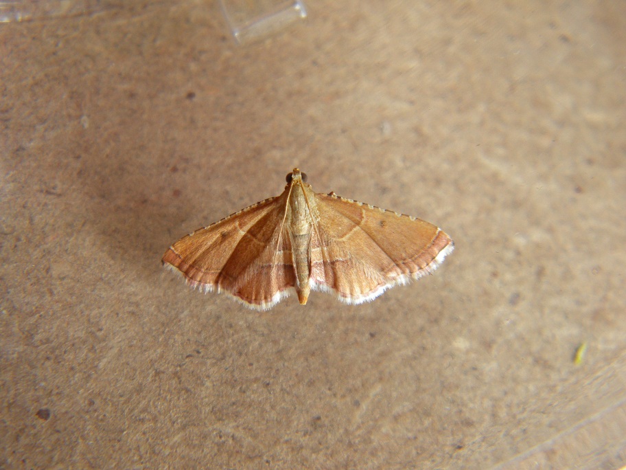 ID farfallina notturna